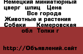 Немецкий миниатюрный(цверг) шпиц › Цена ­ 50 000 - Все города Животные и растения » Собаки   . Кемеровская обл.,Топки г.